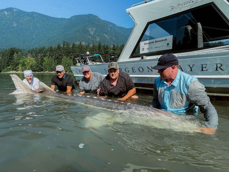 White Sturgeon