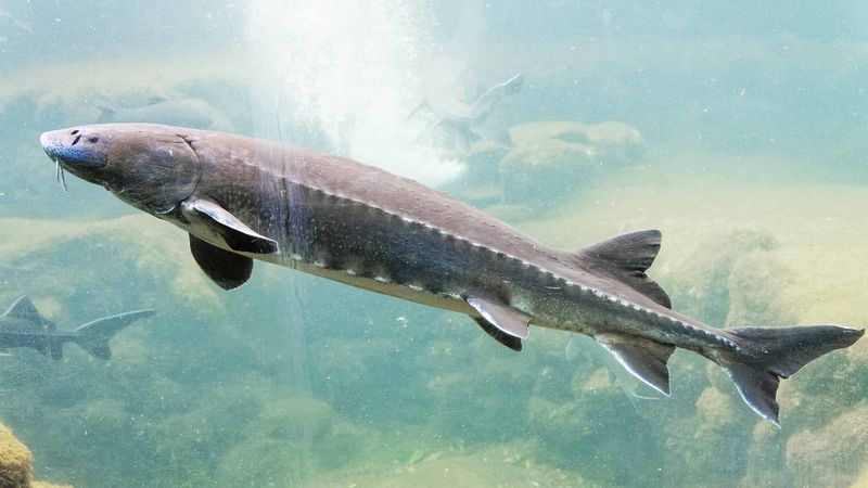 White Sturgeon