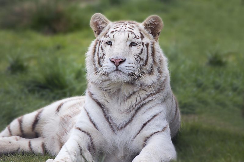 White Tigers as Symbols of Conservation