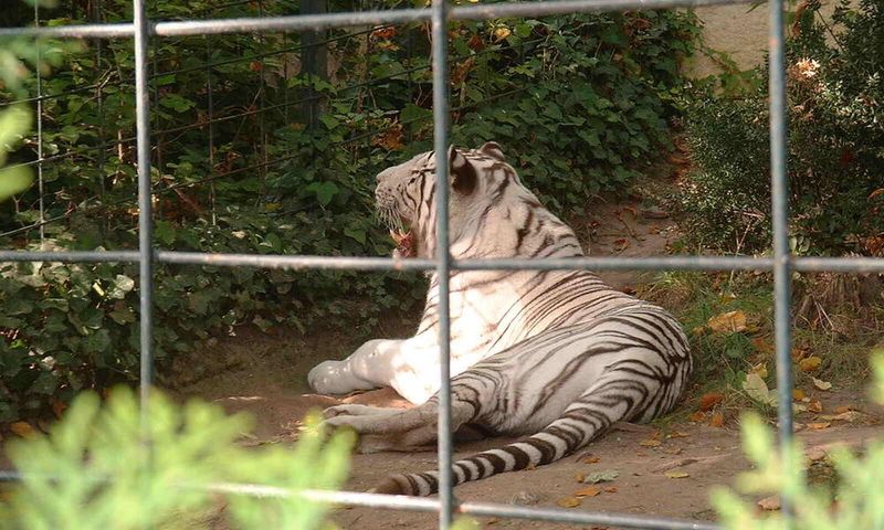 White Tigers in Captivity