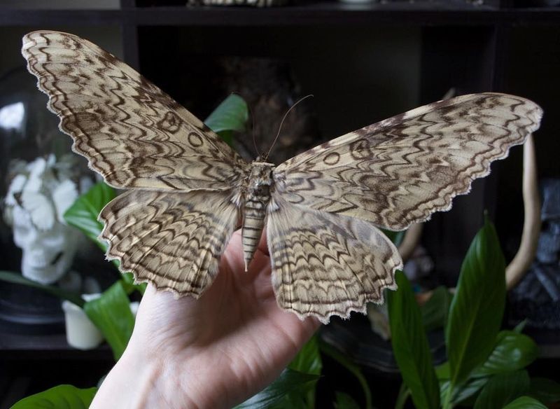 White Witch Moth