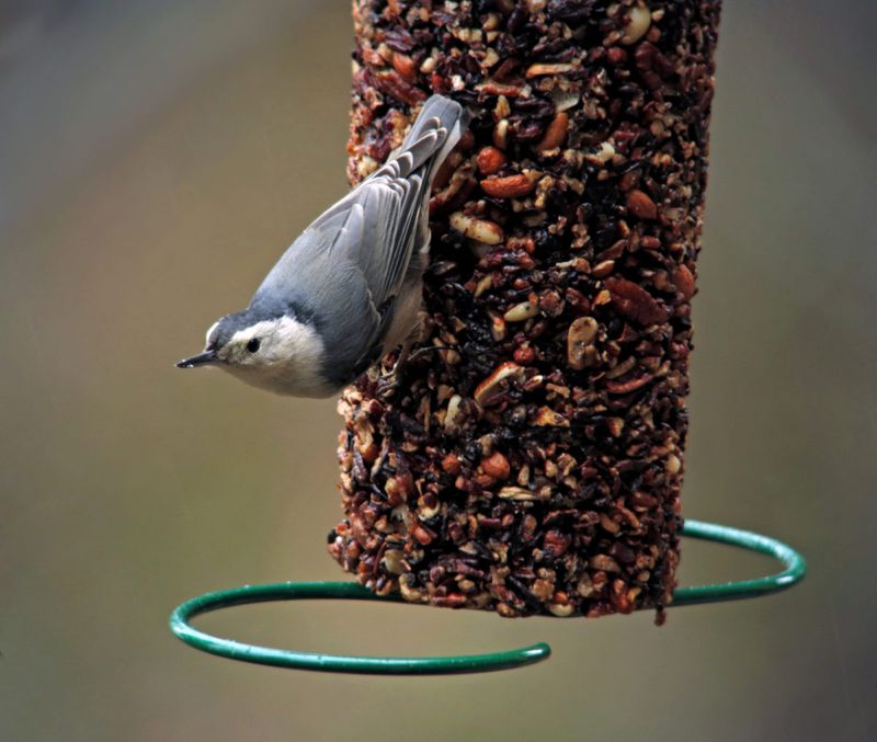 White-breasted Nuthatch
