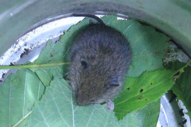 White-footed Vole