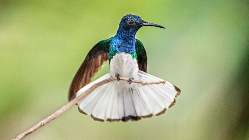 White-necked Jacobin