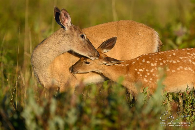 White-tailed Deer