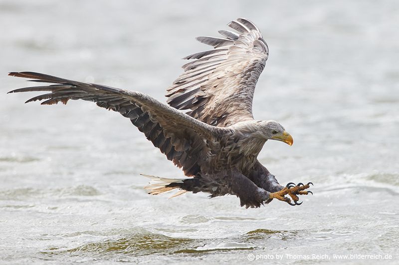White-tailed Eagle