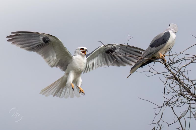 White-tailed Kite