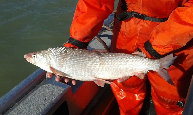 Whitefish