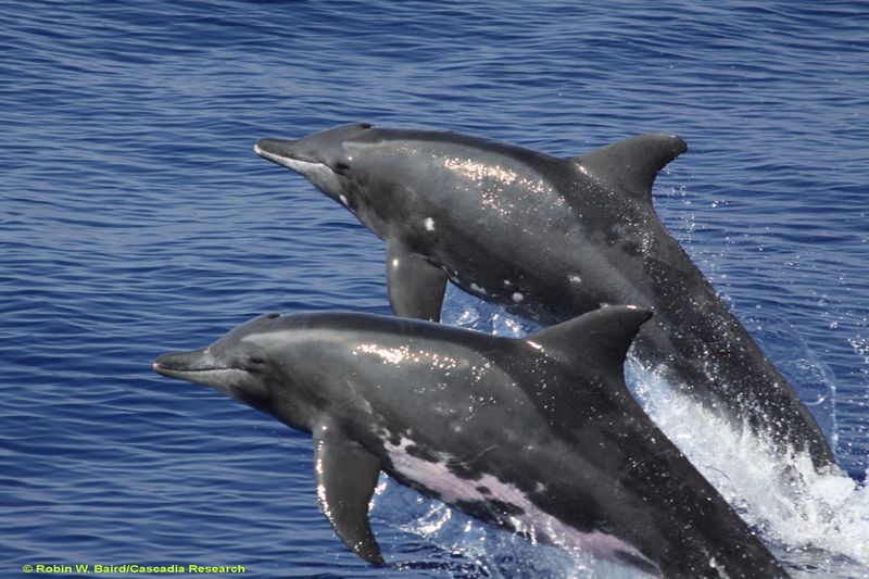 Wholphin