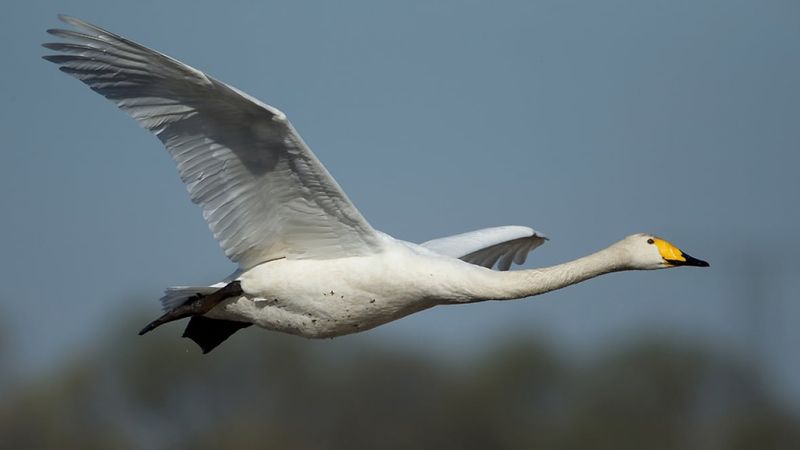 Whooper Swan