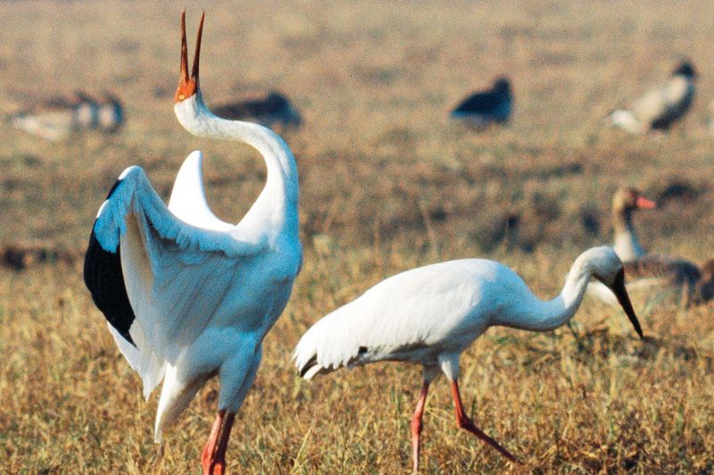 Whooping Crane