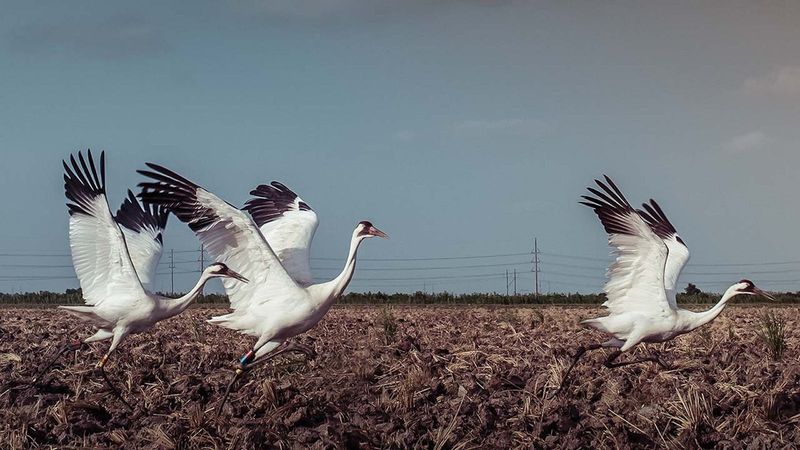 Whooping Crane Migration