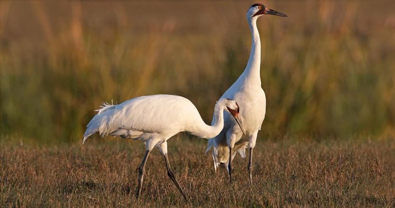 Whooping Crane
