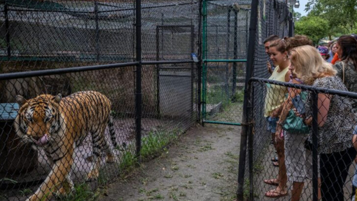 Why Animals Should Not Be Kept in Zoos