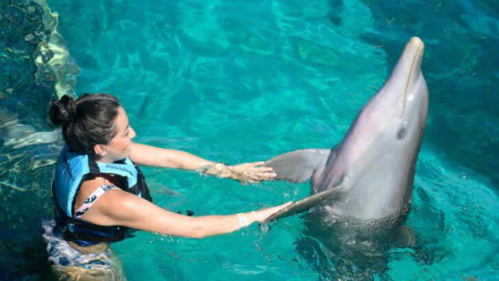 Why the Dolphin Is Seen as a Spirit Animal of Joy and Freedom