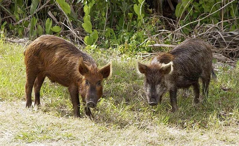 Wild Boar