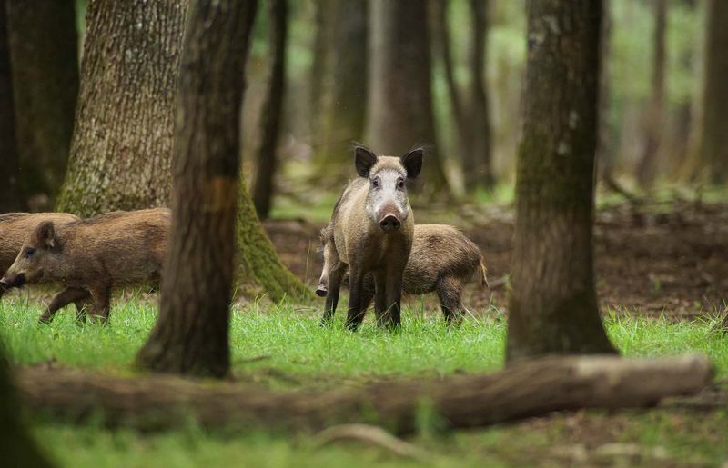 Wild Boar