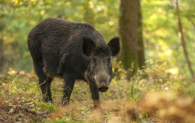 Wild Boar