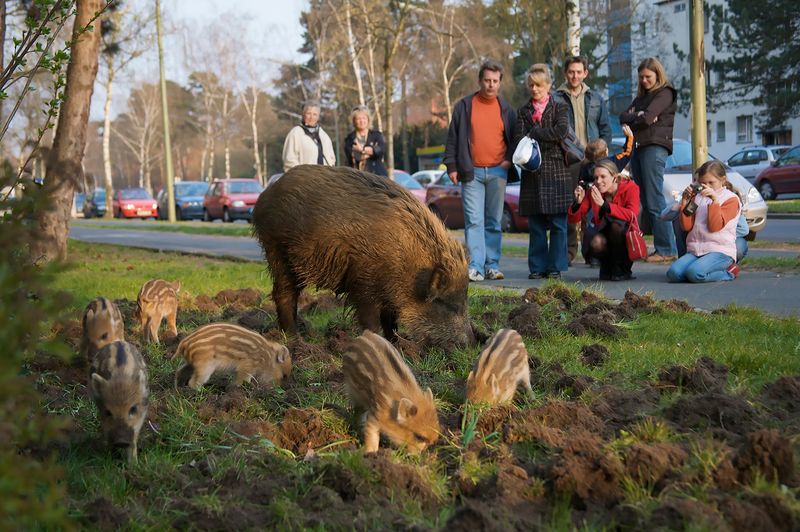 Wild Boars in Berlin