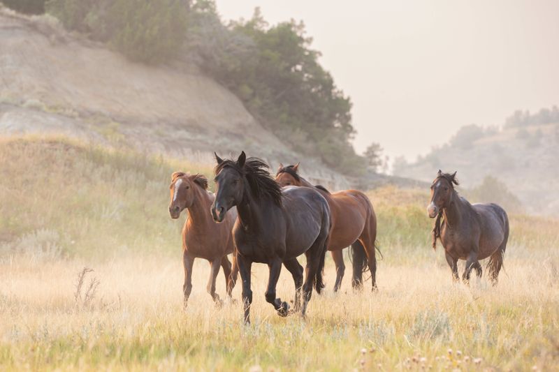 Wild Horses