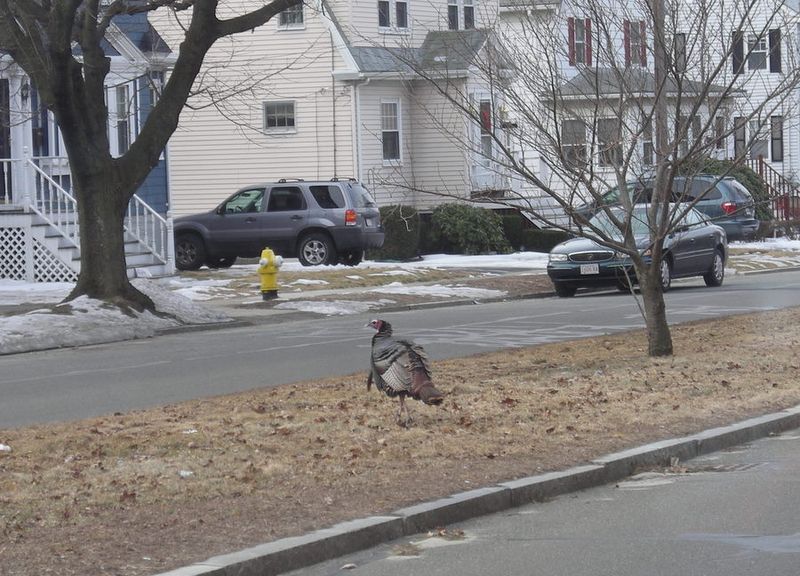 Wild Turkey