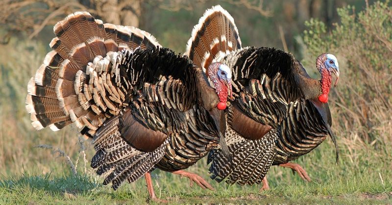 Wild Turkeys