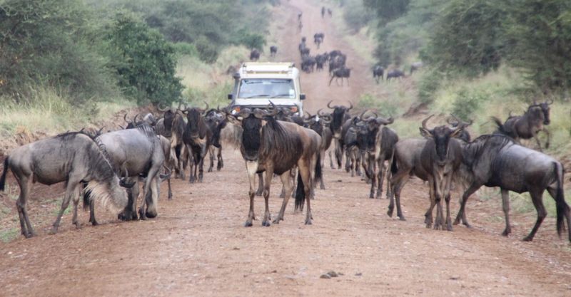 Wildebeests on the Move