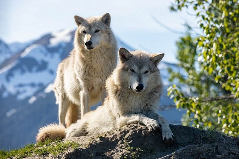 Wildlife Diversity
