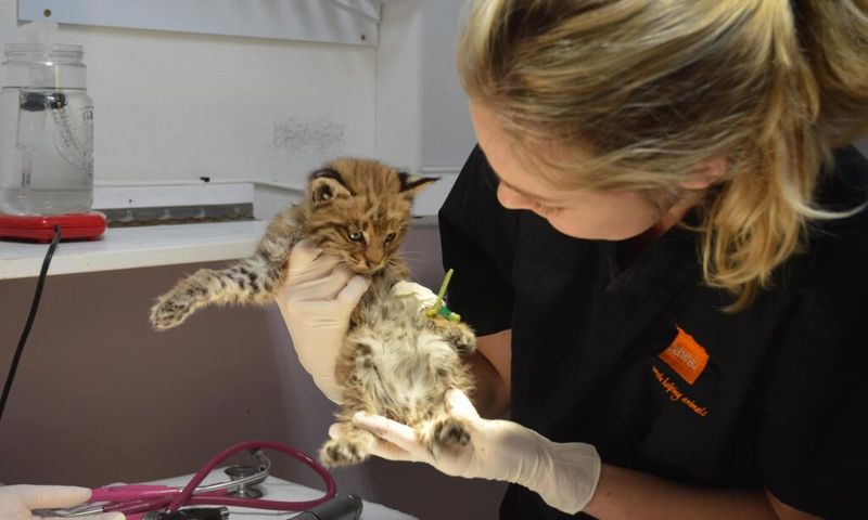 Wildlife Rehabilitation Centers