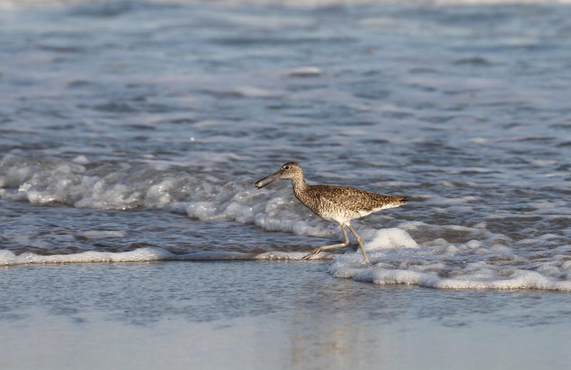 Willet