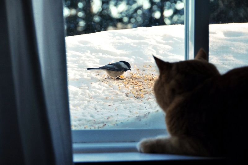 Window Bird Watching