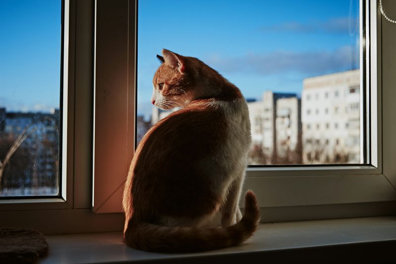 Window Vantage Point