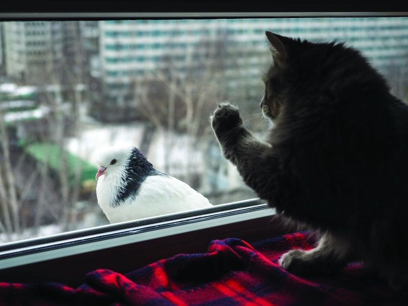 Window Watching