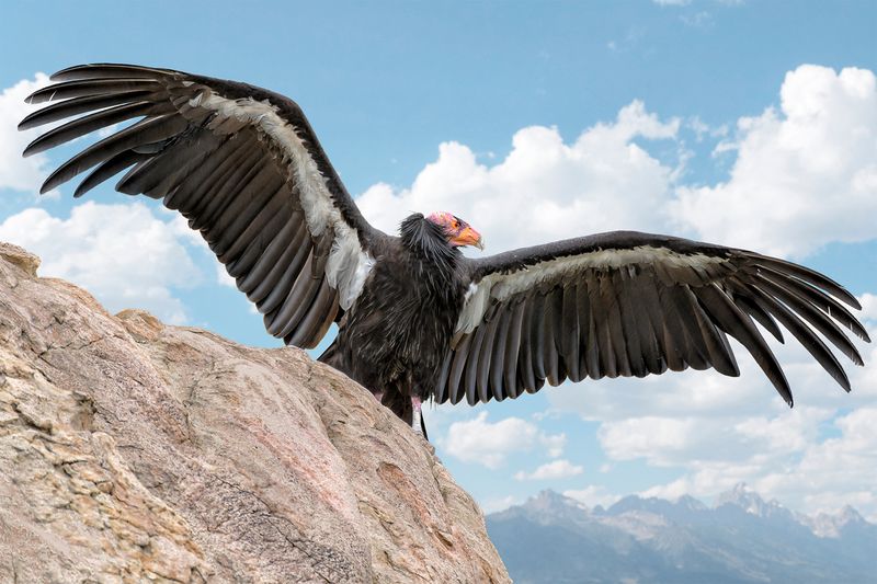 Wingspan Wonder