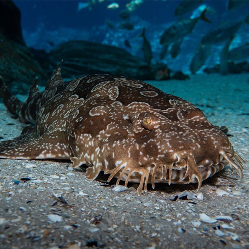 Wobbegong
