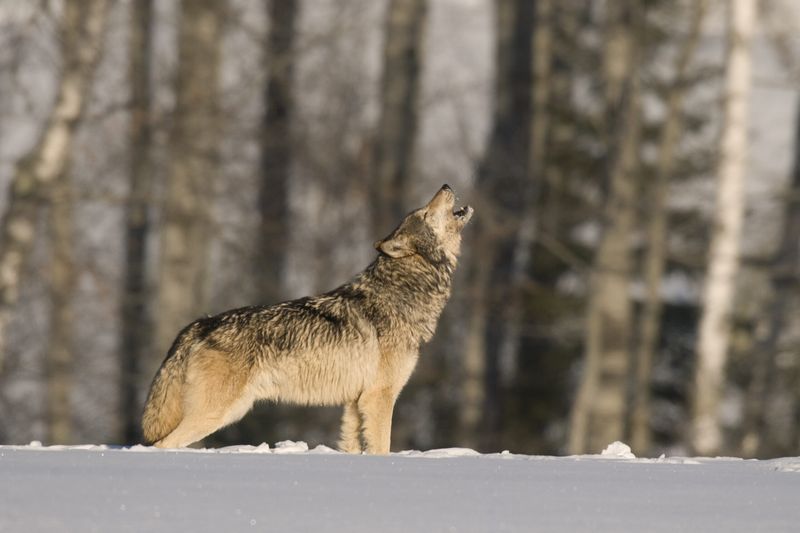 Wolf