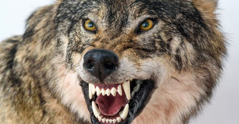 Wolf