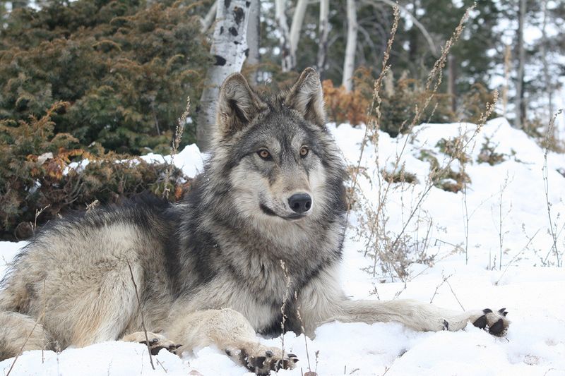 Wolf