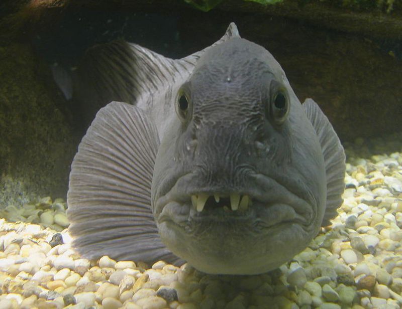 Wolf Fish