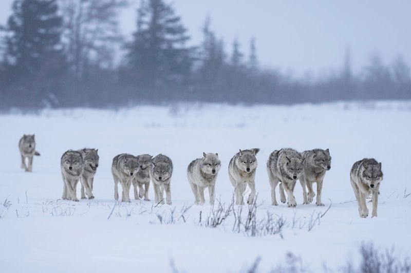 Wolf Pack