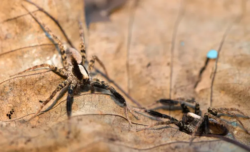 Wolf Spider