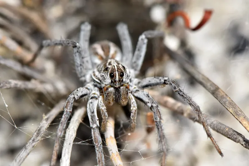Wolf Spider