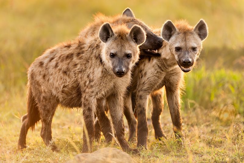 Wolf and Hyena Adaptability