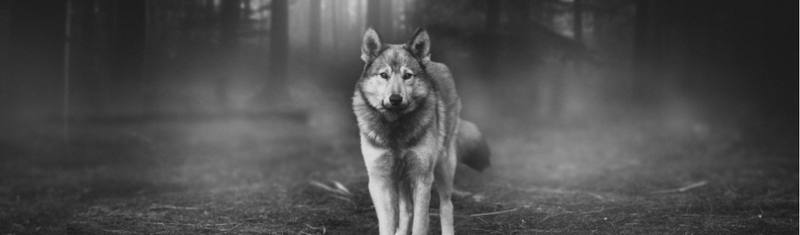 Wolf in the story
