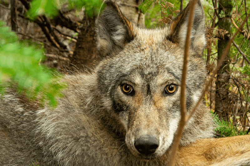 Wolf