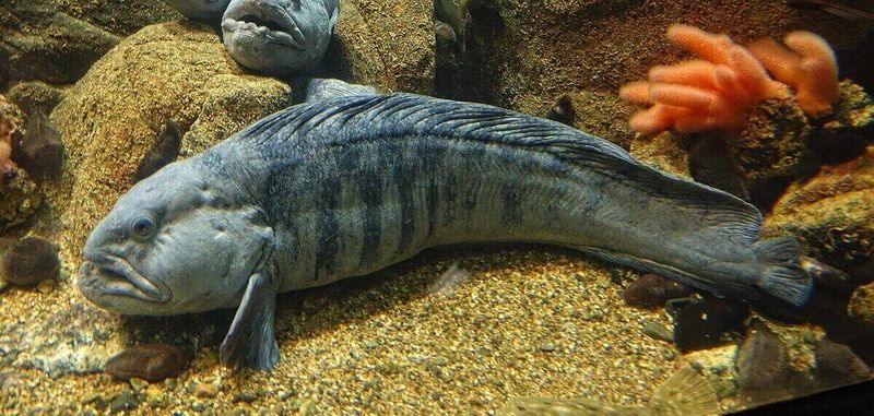 Wolffish Hybrid