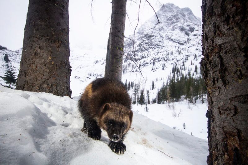 Wolverine
