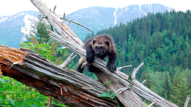 Wolverine