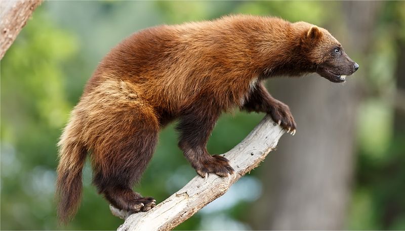 Wolverine
