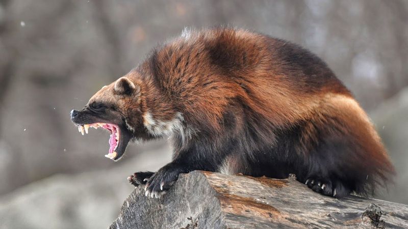 Wolverine